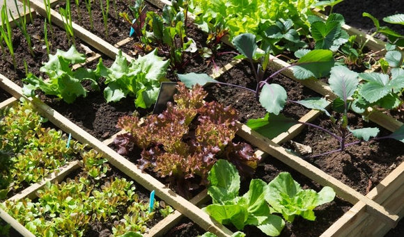 Vegetable Gardens for a Shady Yard