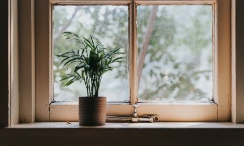 The Issue With Overwatering Houseplants