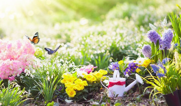 Summer Garden